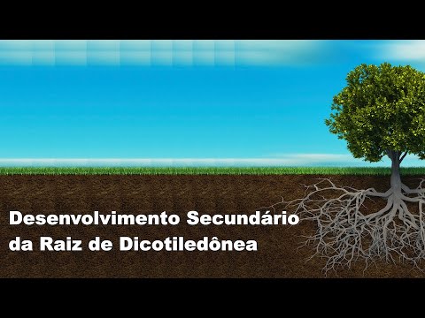 Histologia vegetal: Desenvolvimento secundário da raiz de dicotiledônea