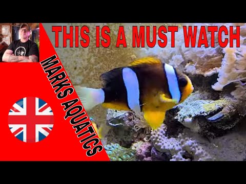 Clownfish Breeding