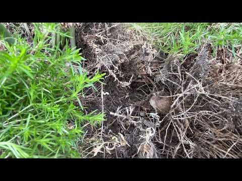 Queen Yellow Jacket Starting Its Ground Nest in Manalapan, NJ