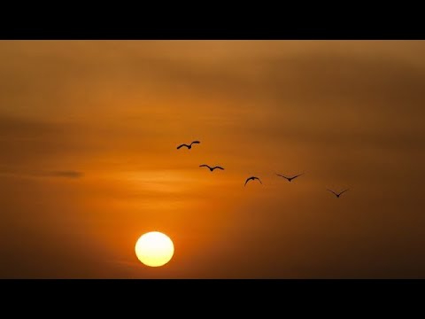 Virginio Aiello - Birds