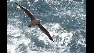 Musik-Video-Miniaturansicht zu Volar, Volar (Volare Via) Songtext von Sandro Giacobbe