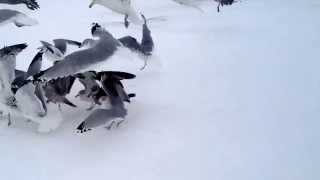 preview picture of video 'Feeding Seagulls French Fries During Blizzard 2015 Portsmouth NH'