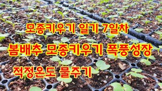 봄배추 모종키우기 7일차 폭풍성장 적정온도 물주기 [배추재배기술]