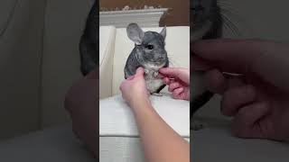 dance chinnie 🕺🏻🐭   #dance #tiny #chinchilla