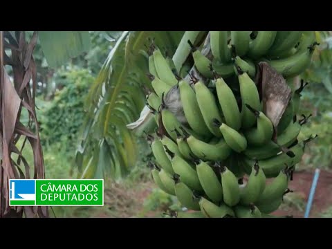 Câmara debate agroecologia como forma de combate à fome - 11/04/25
