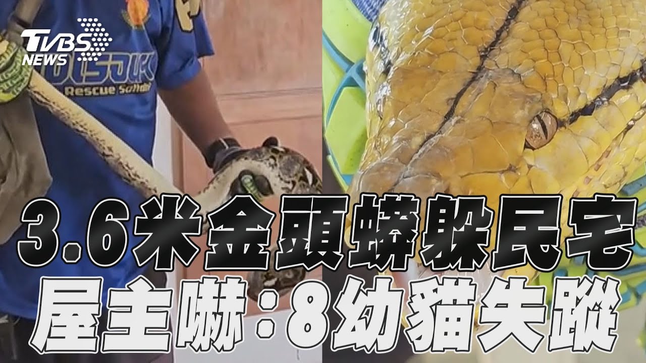 噩夢指數爆表!泰國3.6米巨蟒潛伏民宅 8幼貓失蹤屋主驚恐度日