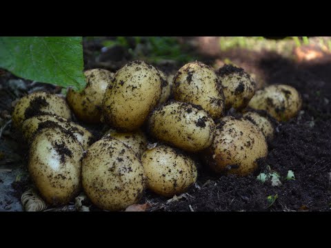ODLA POTATIS PÅ FRILAND - tips och råd