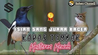 Download lagu Masteran Kacer Juara Gacor || Isian Kapas Tembak Ngebren Nembak!! mp3