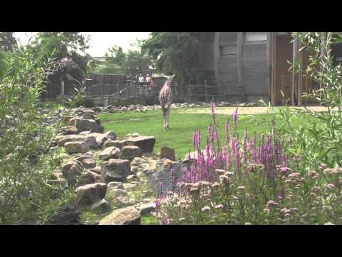 Blijdorp savanne full HD