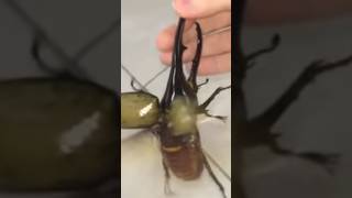 Download lagu Suara rajanya kumbang tanduk mp3