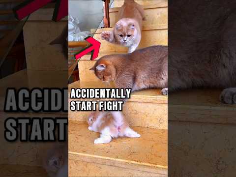 This Little Cat Accidentally Make His Mom & Dad START FIGHT!