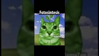 fotosintesis
