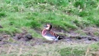 preview picture of video 'Baikal Teal (Anas formosa) in Lancashire, UK.'