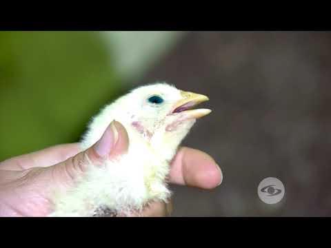 , title : '¿Cómo establecer un plan de vacunas exitoso en avicultura? - La Finca de Hoy'