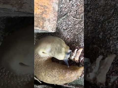 Lumaca si ciba di carne come fa? 1