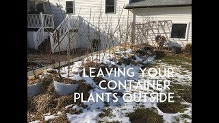 Leaving Your POTTED Fruiting Plants Outside all Winter?!