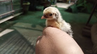 Day 10 - Out of Brooder 🐥