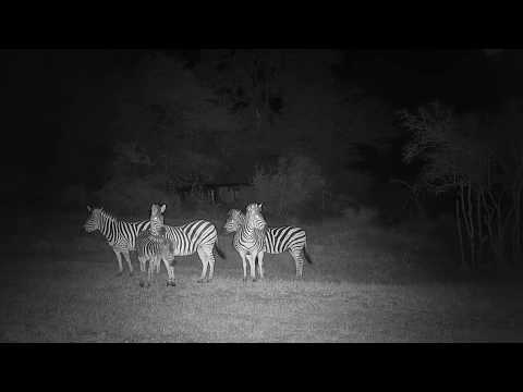 Djuma: Zebras arrive but no drinking with Hippo in the pan - 01:40 - 07/02/19