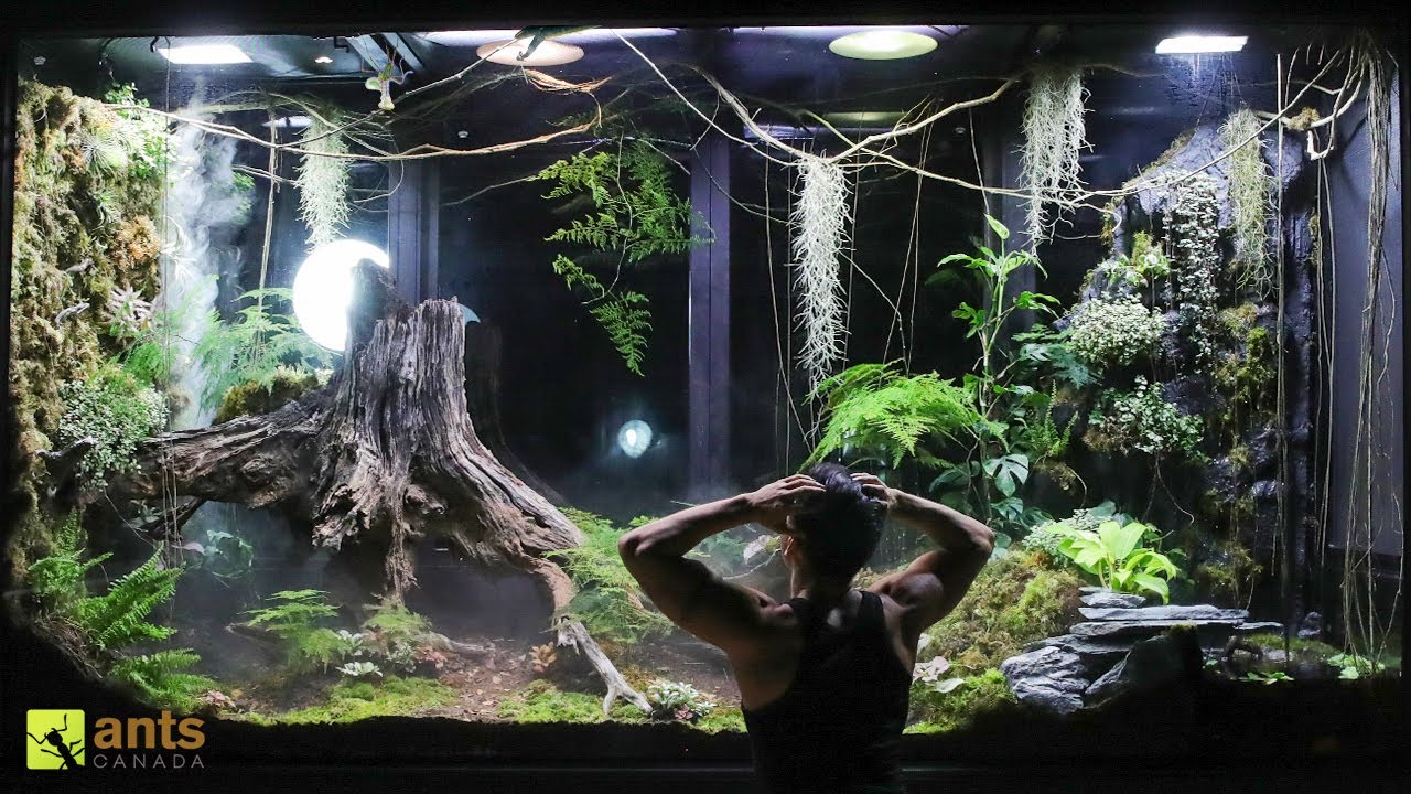 A Disaster and Crisis in My Giant Rainforest Vivarium