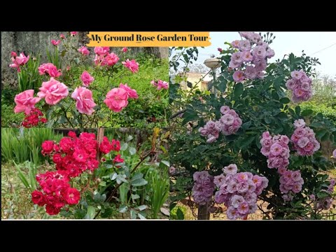 My Ground Rose Garden Tour || Fahmida's Gardening