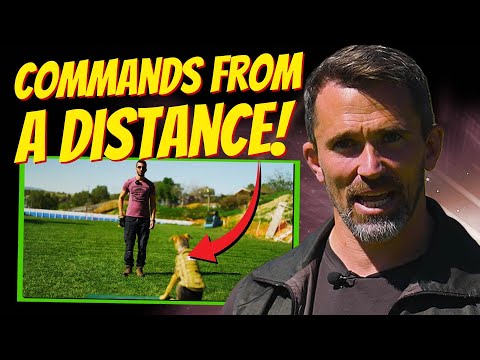 EASILY Train Your Dog to Perform Commands from a Distance PART 1