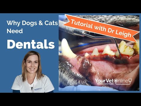 What Vets Do In Dog & Cat Dentistry Treatments | Tutorial | Your Vet Online