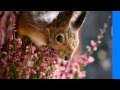 Легкая музыка для расслабления 