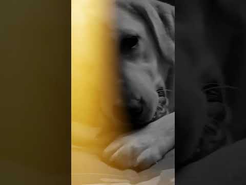 chole esechii notun akta video nea .....tomader candy🐶🐶