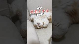 猫が爆睡してたのに🤣 #猫 #猫動画 #ねこ #猫好きさんと繋がりたい #猫あるある #猫のいる暮らし #猫のいる生活 #可愛い猫 #猫ミーム #ねこ動画