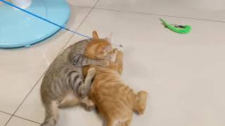 [問題] 新舊貓打架or玩