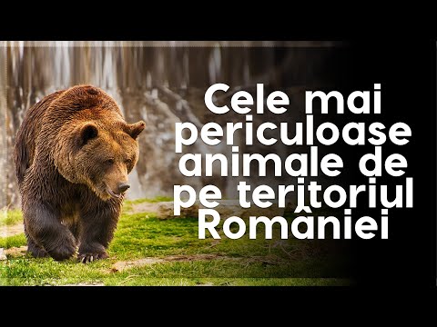 The most dangerous animals in Romania