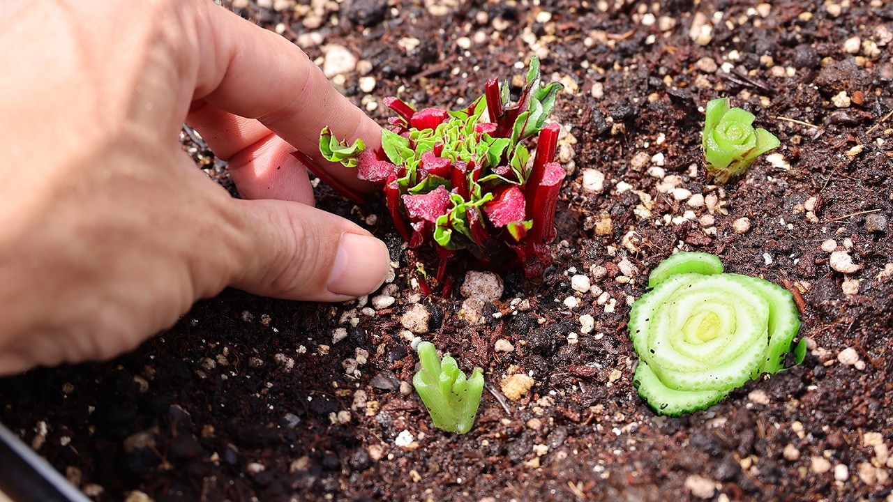 What Happens When You REGROW Veggies From the Store?