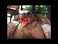 Extreme Animals Making Hilarious Funny Noises