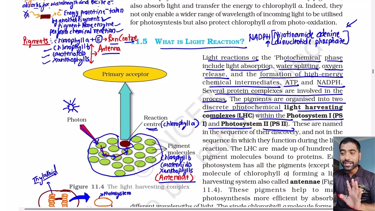 What is light Reaction? Photosynthesis in higher plants, Class 11th Biology NCERT