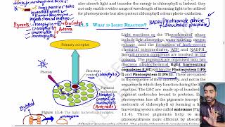What is light Reaction? Photosynthesis in higher plants, Class 11th Biology NCERT