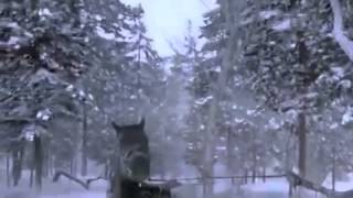 Clever escape adventurous tiger horse and man