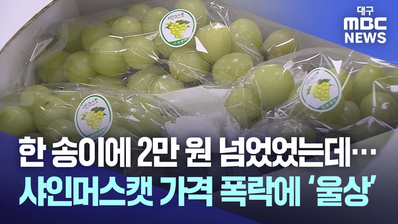 한 송이에 수만 원 하더니 2kg에 3천 원… 샤인머스캣의 몰락