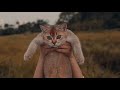 The Kitty King Cats Shorts
