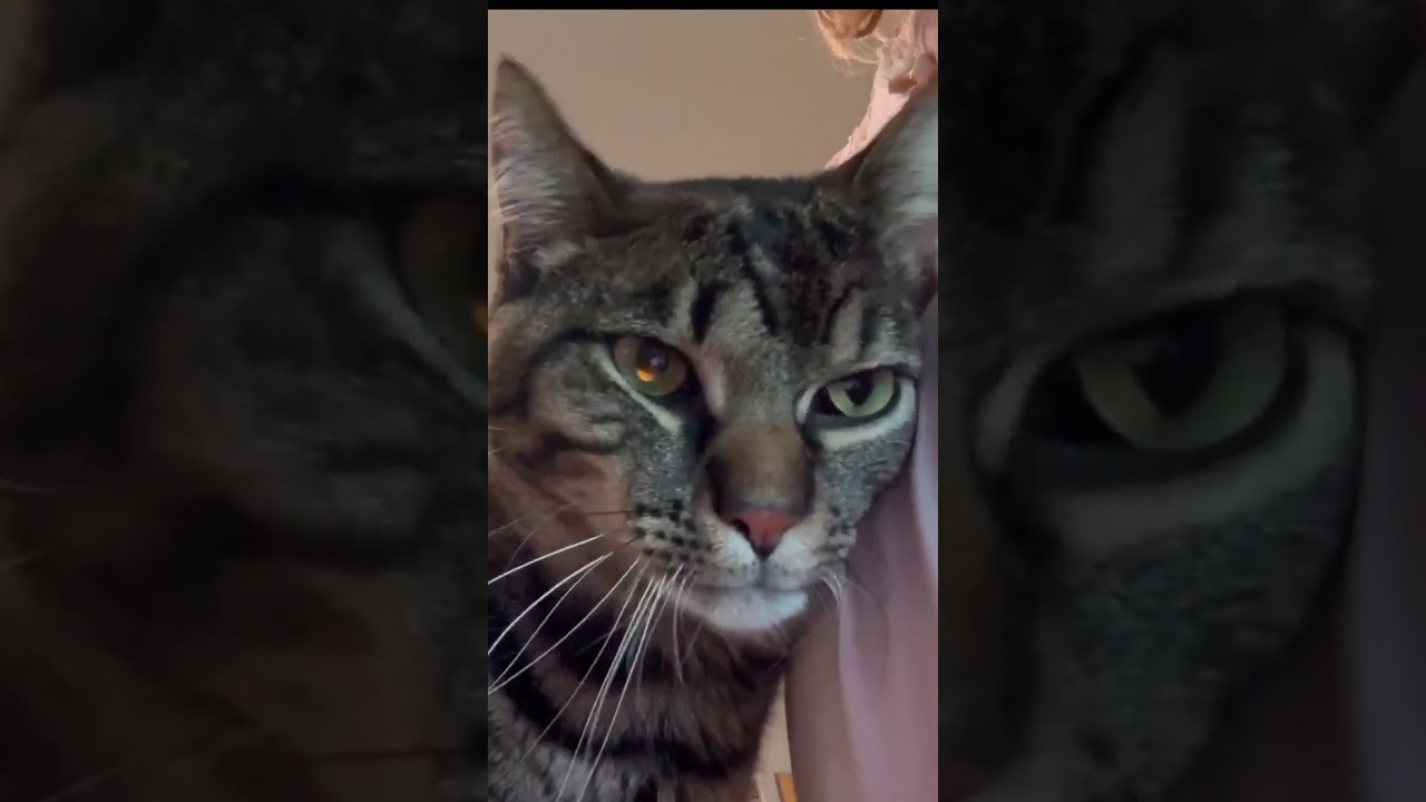 Momo and Pippin, an adopted mixed breed in Elk Grove Village, IL video 6/6