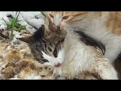 A dead female cat and another male fellow trying to mate with her.