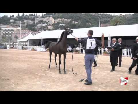N.1 SIDDRA AH - Menton 2015 - Yearling Fillies 1 year old (Class 1A)