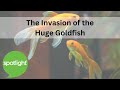 The Invasion of the Huge Goldfish | practice English with Spotlight