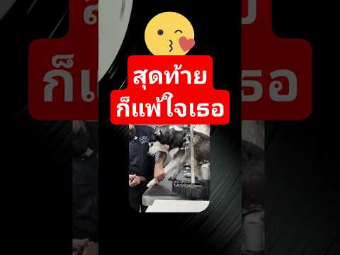 สุดท้ายก็แพ้ใจเธอ #ช่วยสัตว์ #ช่วยสัตว์ #animals #ทาสหมา #news #horror #ช่วยชีวิตสัตว์ #history