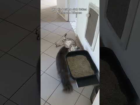 baby apollo und baby cosmo #katzen