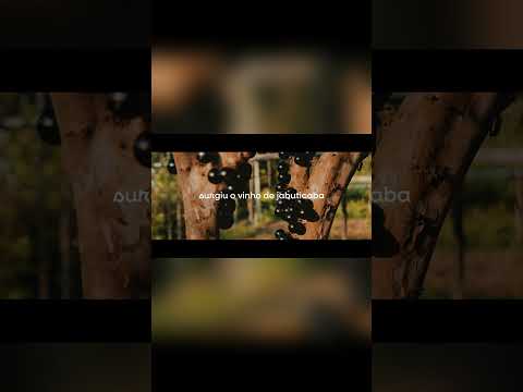 O início da viticultura em Minas   #turismo #historia #festadovinho