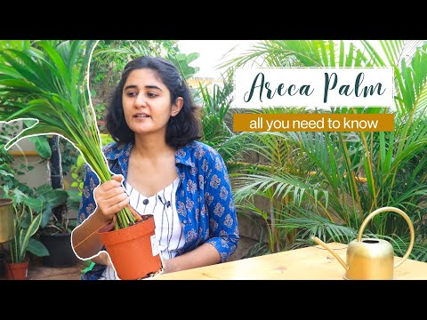 , title : 'Areca Palm Care: I have been hoarding this Plant for last 4 years! | Garden Up Basics | Ep. 12'