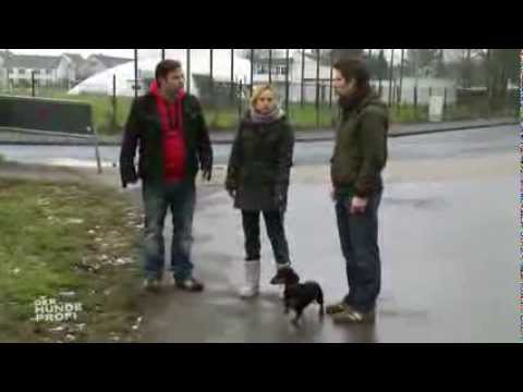 Der Hundeprofi - Martin Rütter - beim Gassigehen mit Dackel Edi