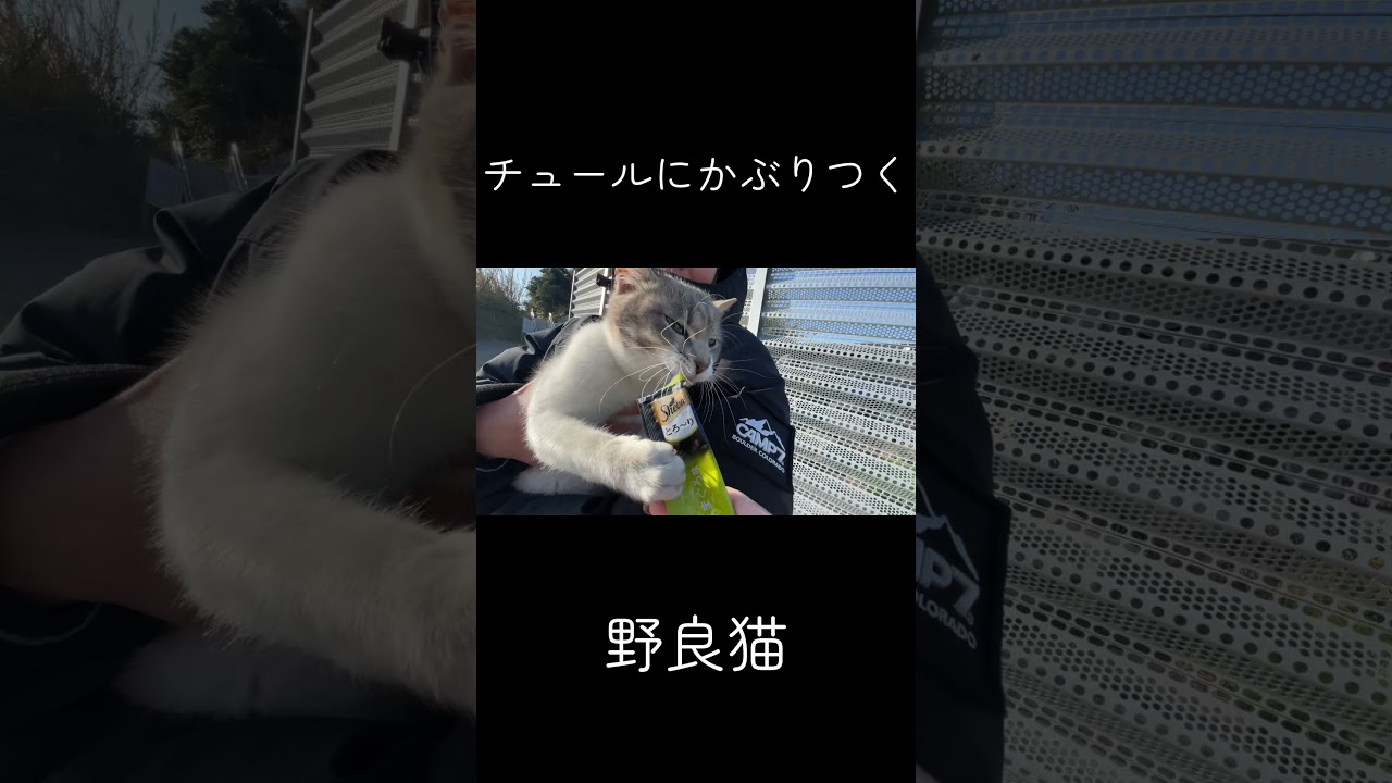 チュールに夢中なかわちい野良猫ちゃん #猫 #ネコ #野良猫
