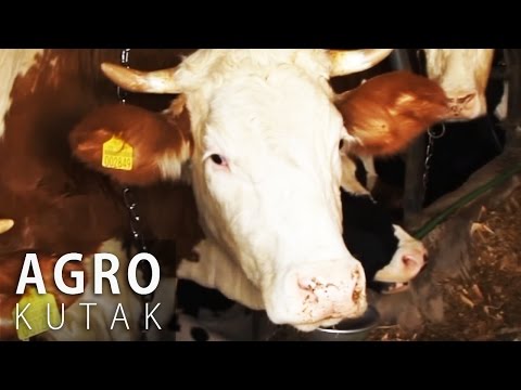 Agro Kutak 25 - Stočarstvo