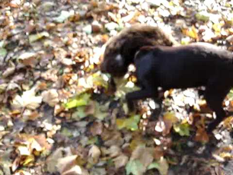 Löwchen vs chocolate Labrador